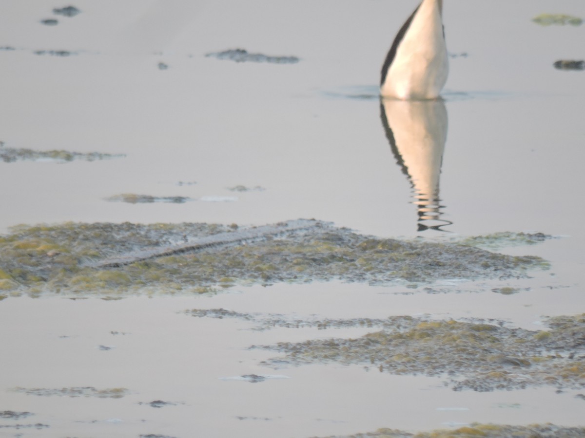 セイタカシギ - ML647745325