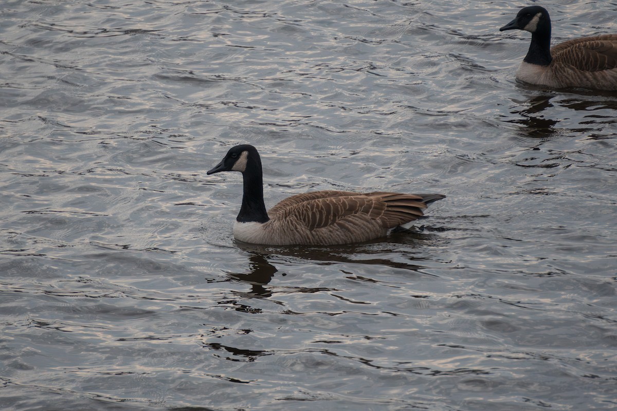 カナダガン - ML647745329