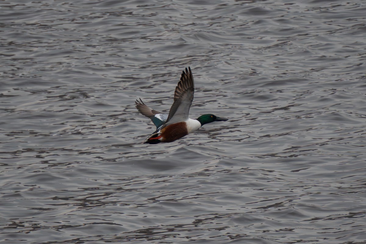 ハシビロガモ - ML647745330