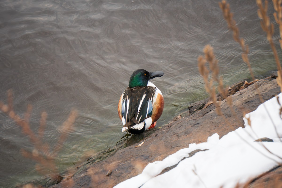 ハシビロガモ - ML647745331