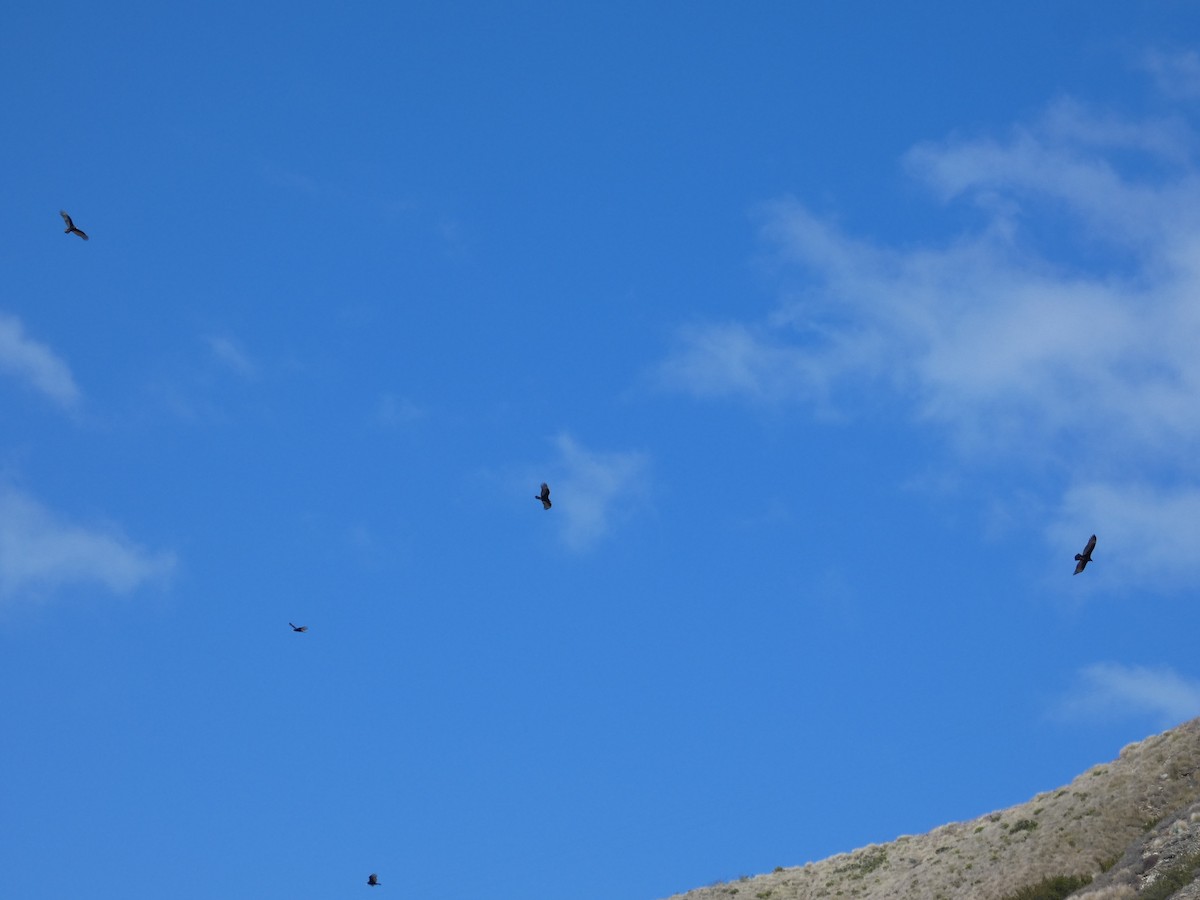 ヒメコンドル - ML647745332