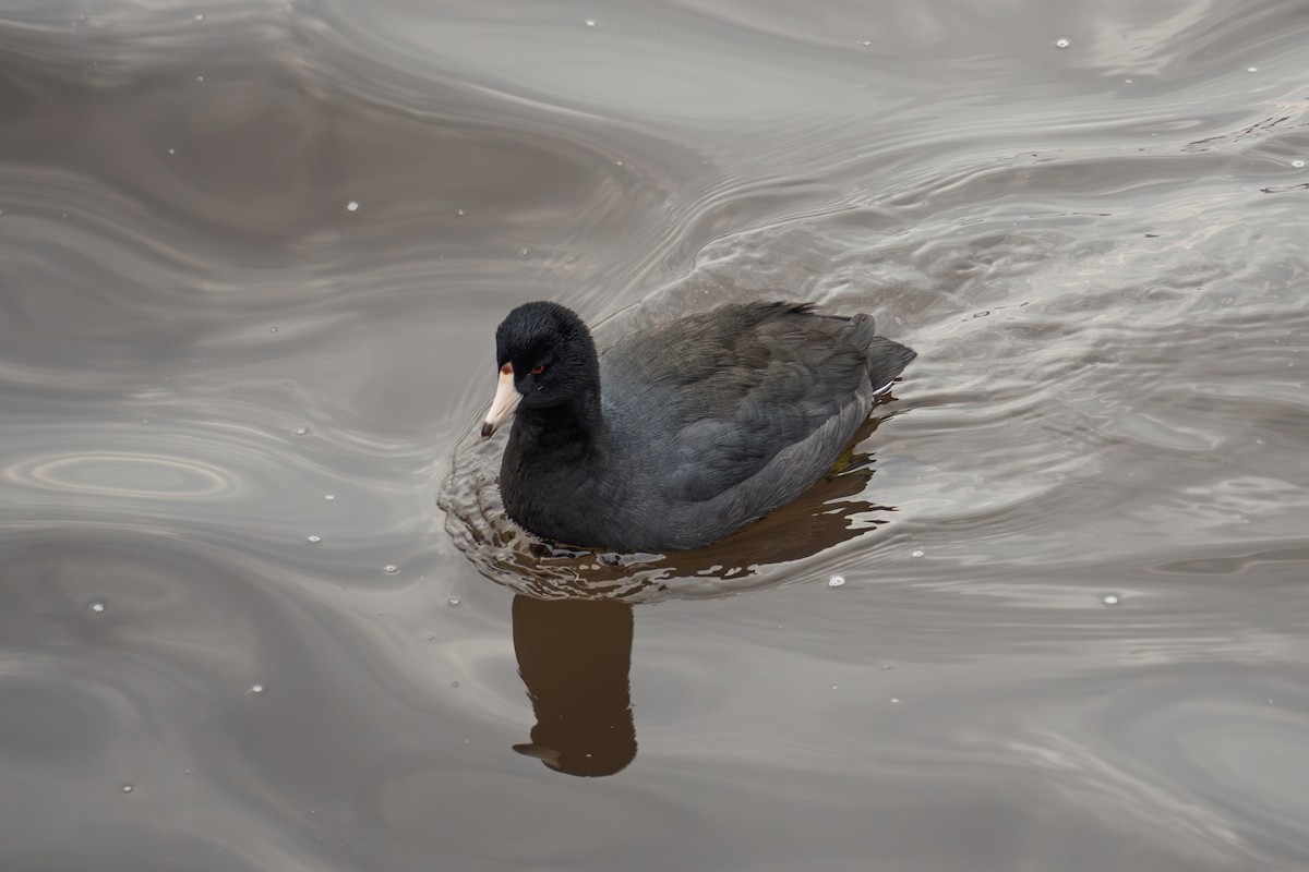 Foulque d'Amérique - ML647745363