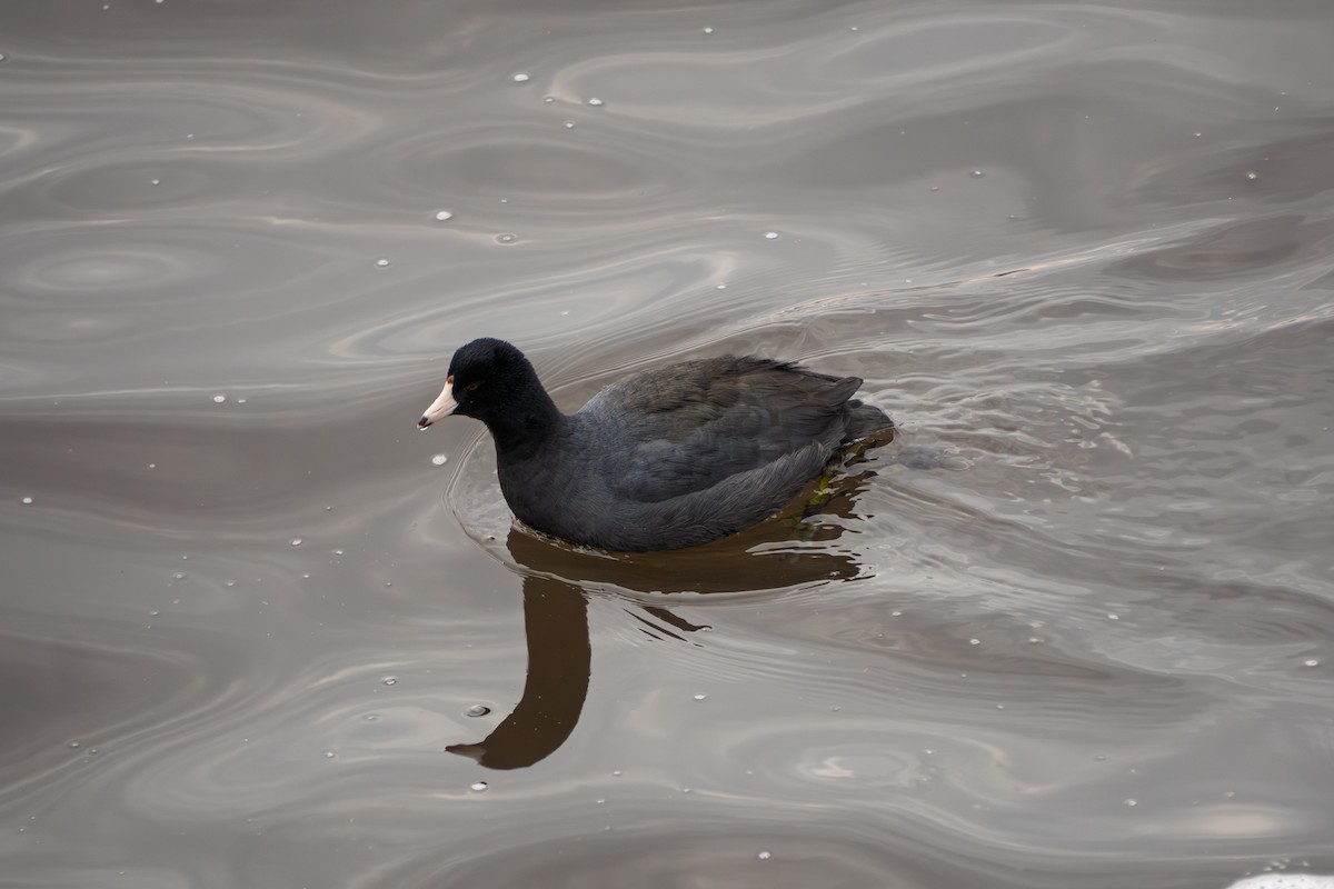 Foulque d'Amérique - ML647745364