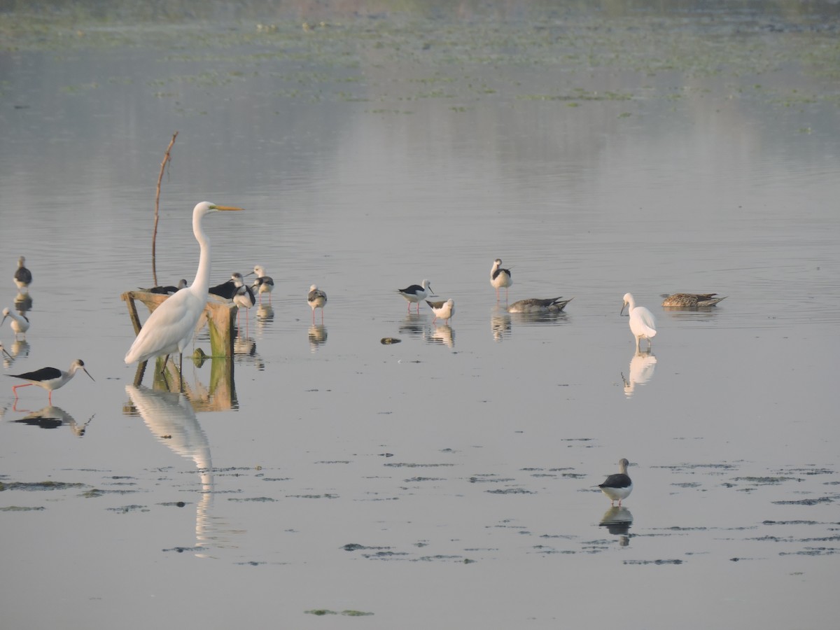 volavka bílá - ML647745366