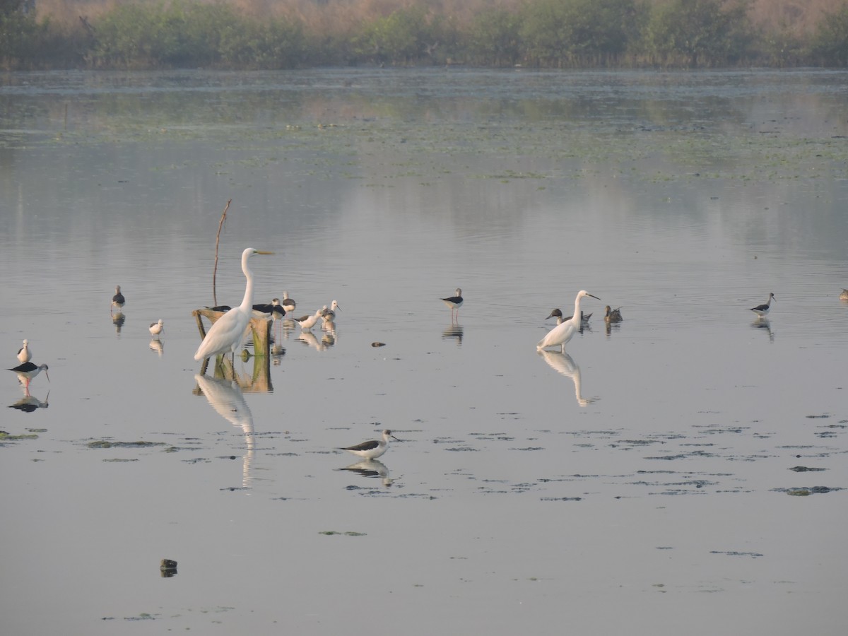 volavka bílá - ML647745367