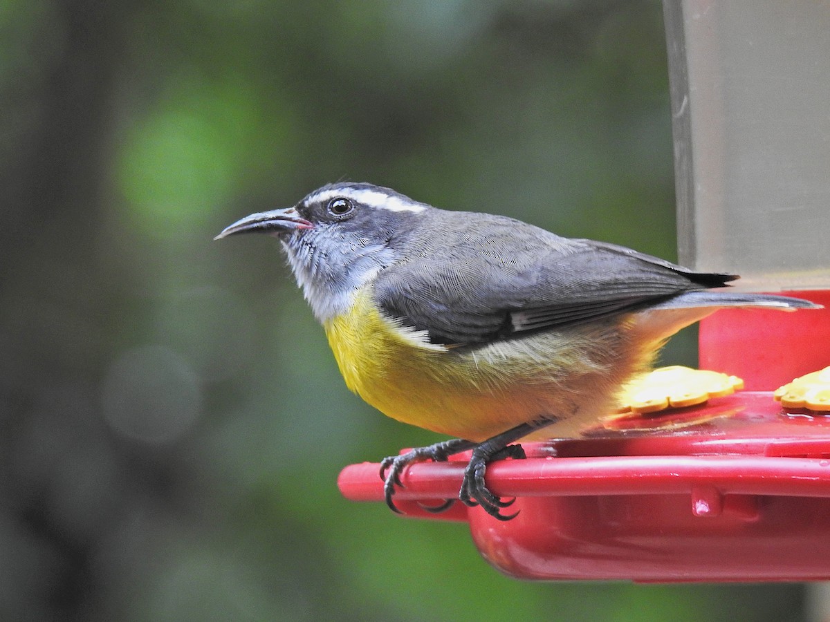 Bananaquit - ML647745383