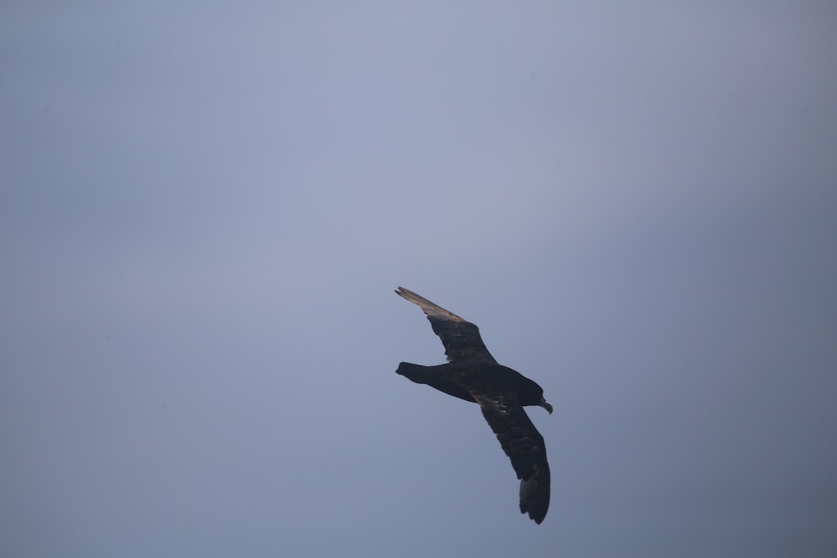 Beyaz Gıdılı Yelkovan - ML647745398