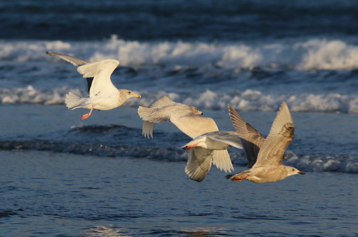 Glaucous Gull - ML647745401