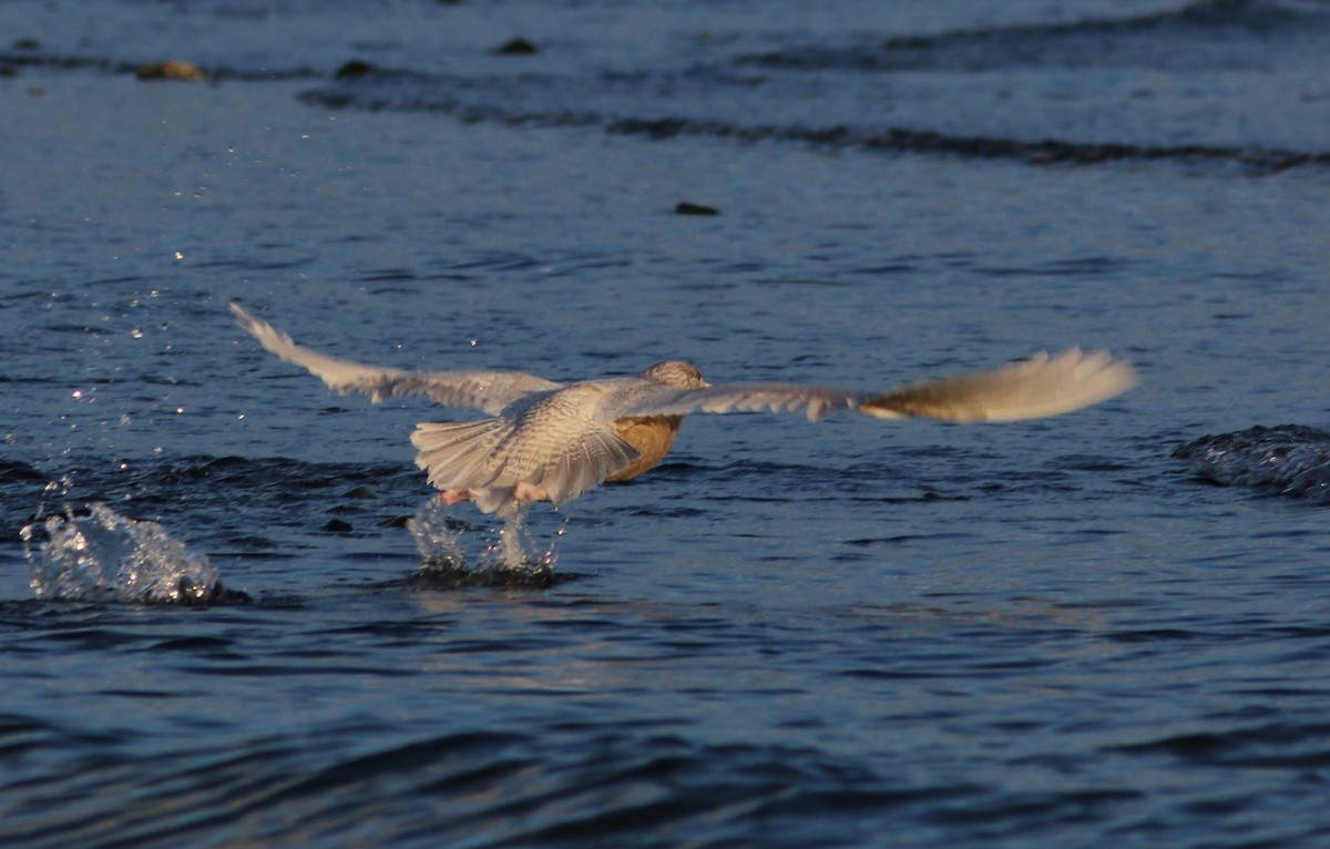 Glaucous Gull - ML647745402