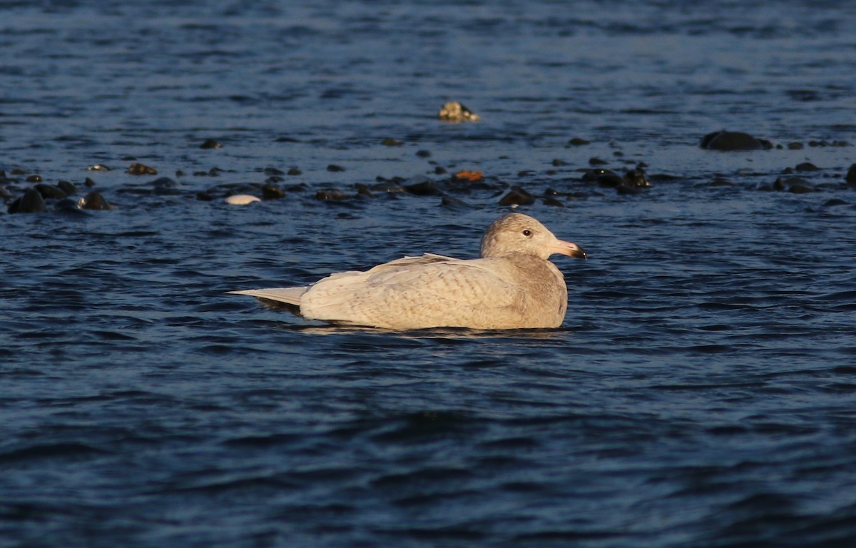 Glaucous Gull - ML647745403