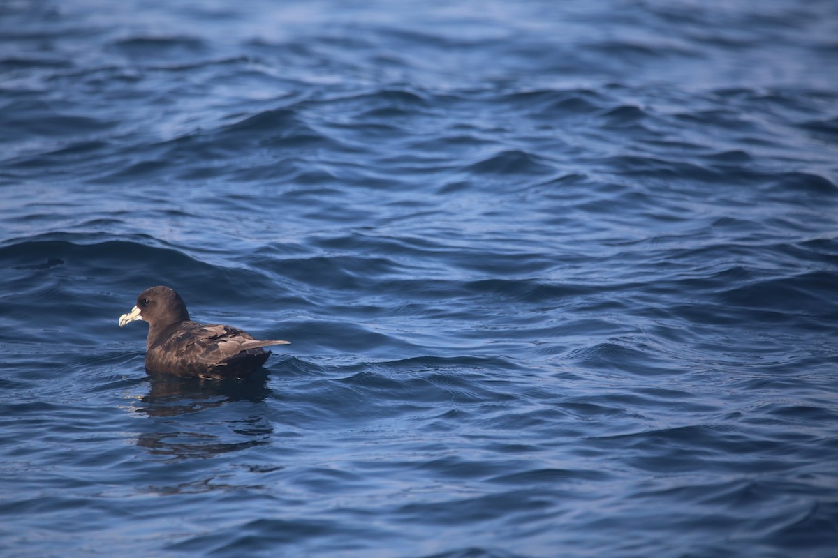 Beyaz Gıdılı Yelkovan - ML647745404