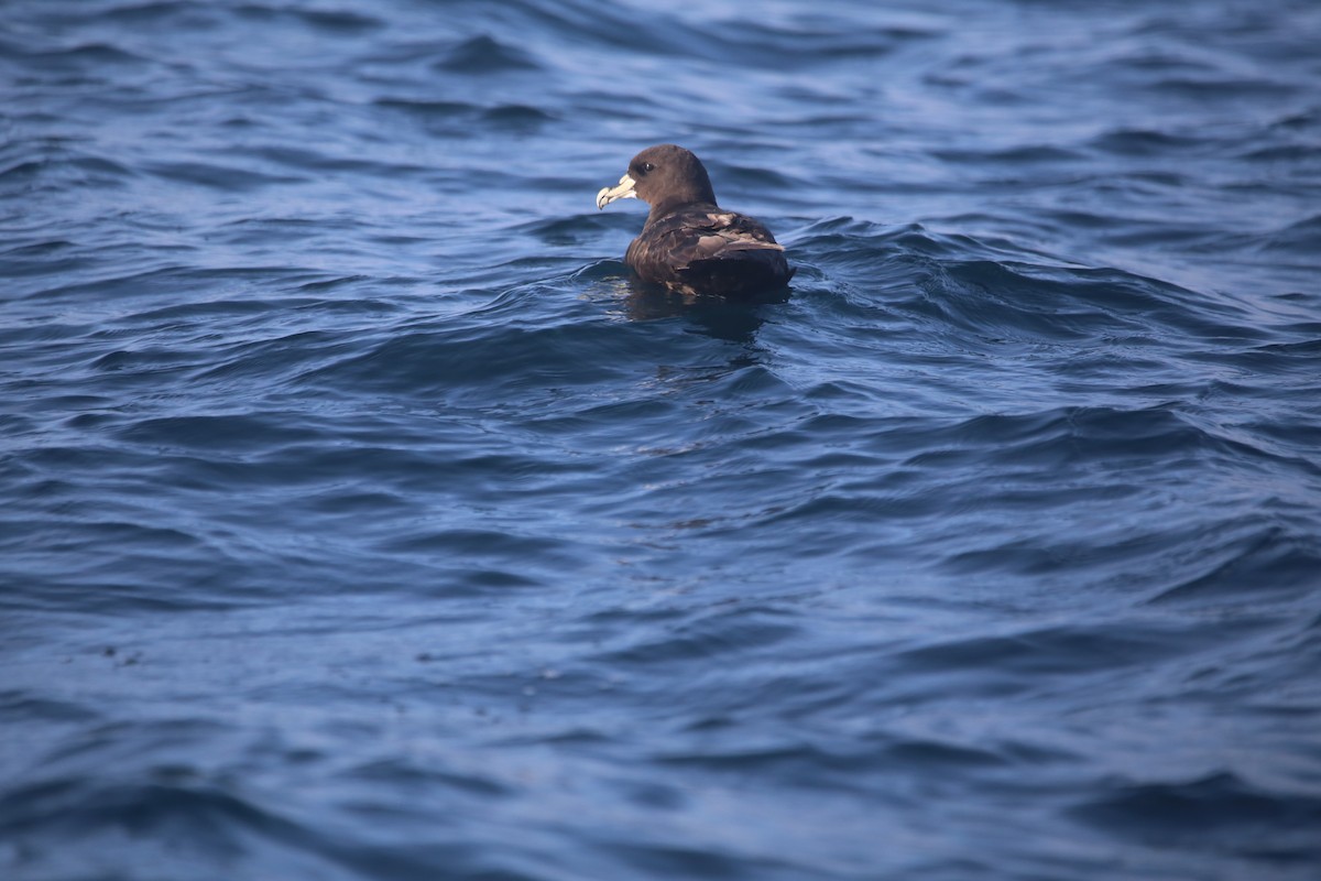 Beyaz Gıdılı Yelkovan - ML647745405