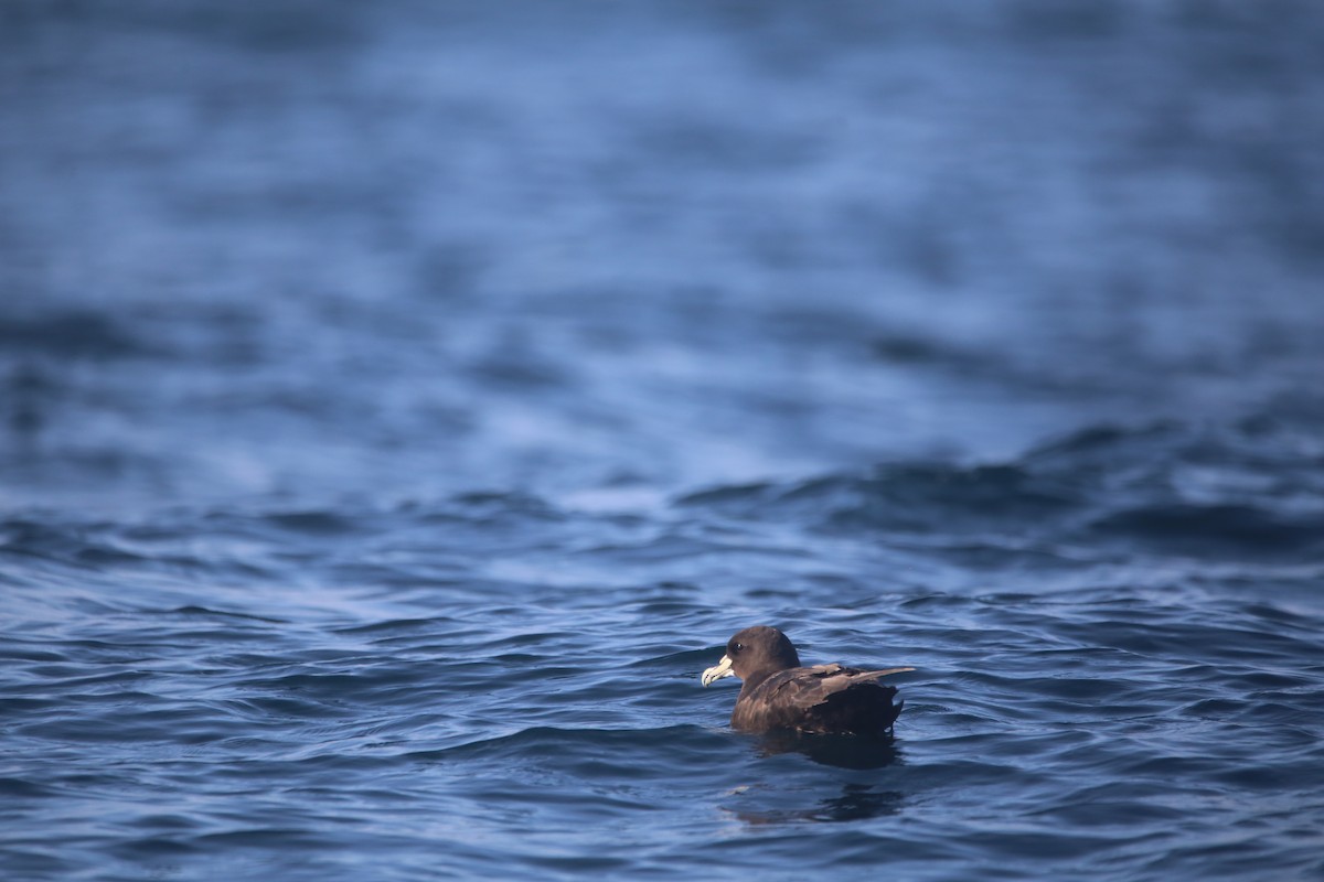 Beyaz Gıdılı Yelkovan - ML647745406