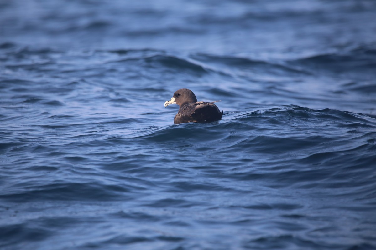 Beyaz Gıdılı Yelkovan - ML647745407