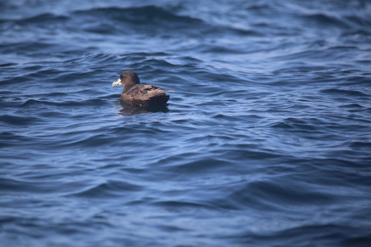 Beyaz Gıdılı Yelkovan - ML647745408