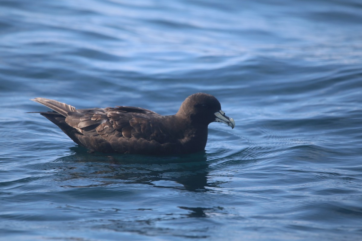 Beyaz Gıdılı Yelkovan - ML647745427