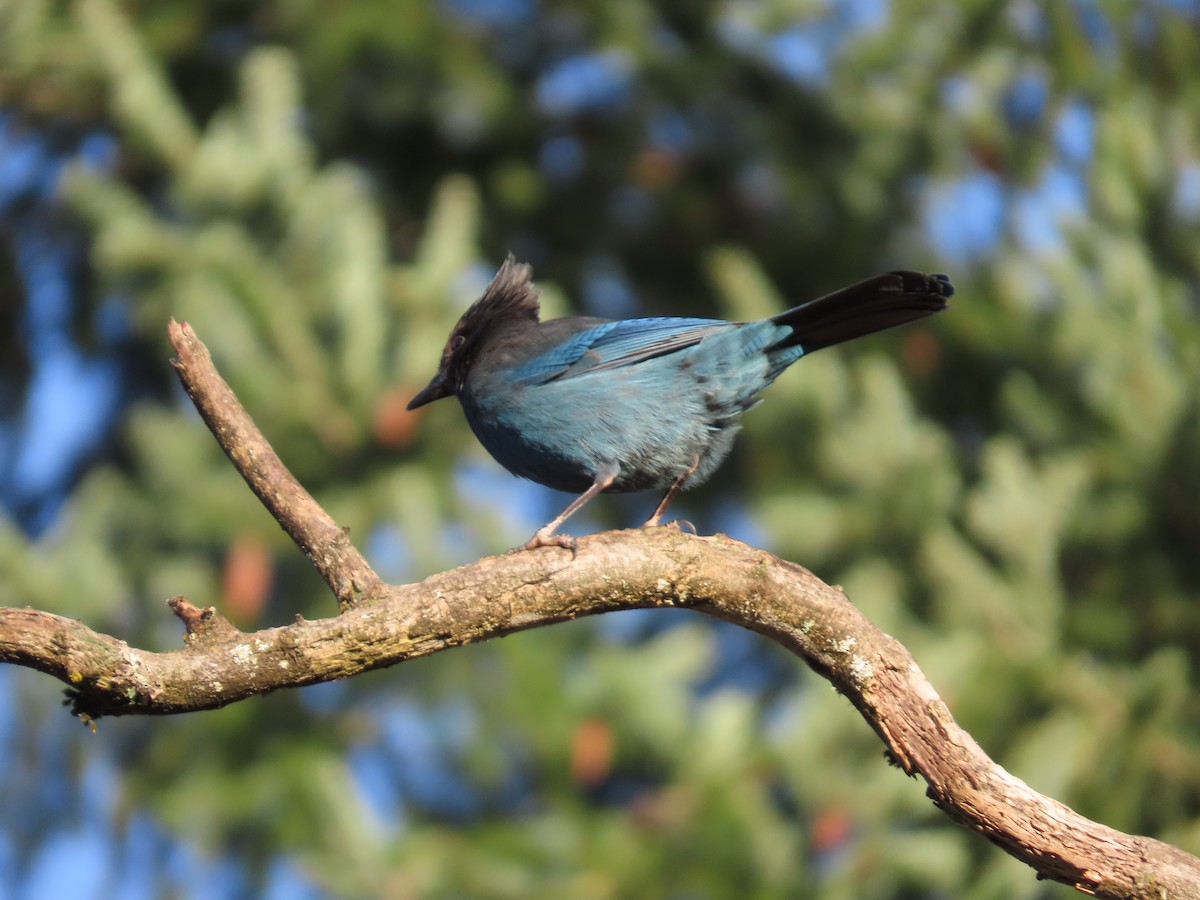 Steller's Jay - ML647745436
