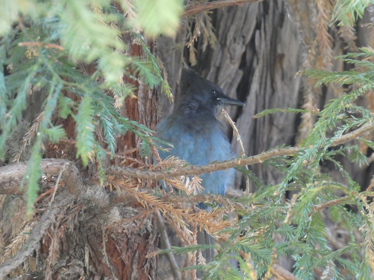 Steller's Jay (Coastal) - ML647745451