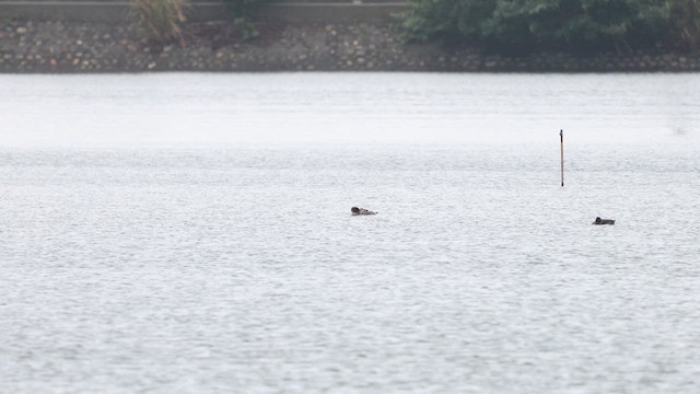 紅胸秋沙 - ML647745470