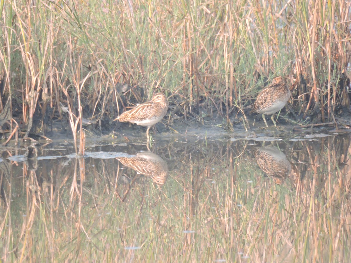 Agachadiza Común - ML647745475