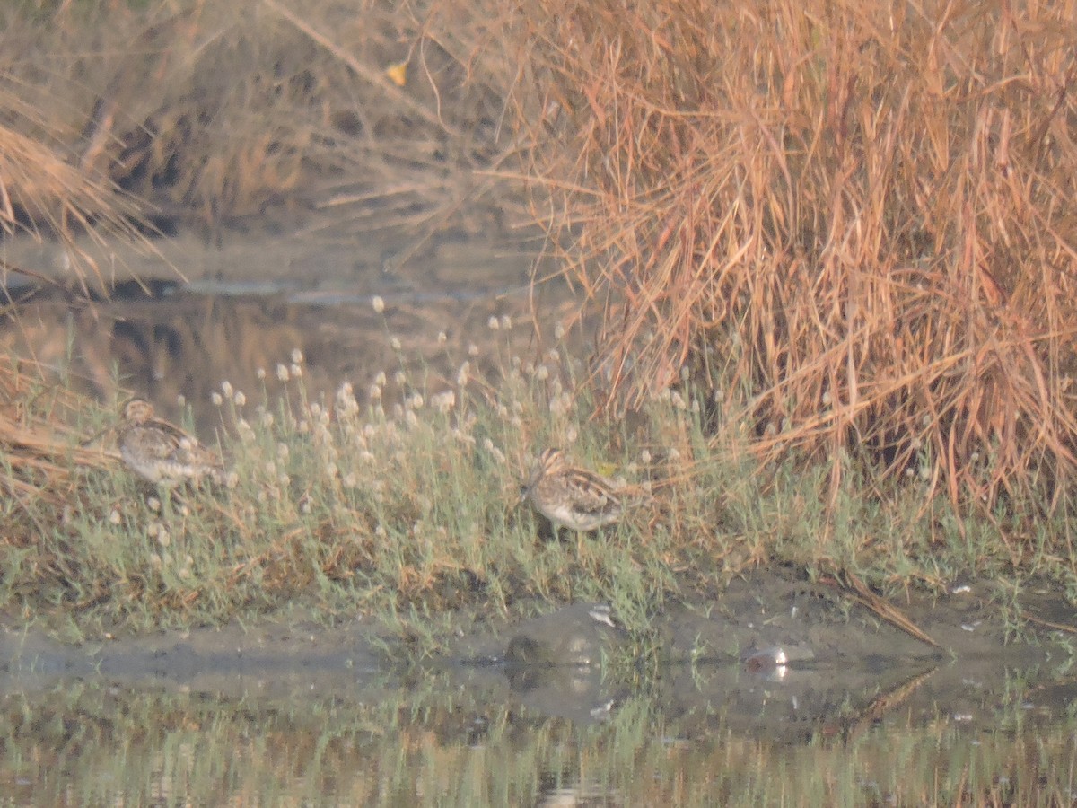 田鷸 - ML647745477