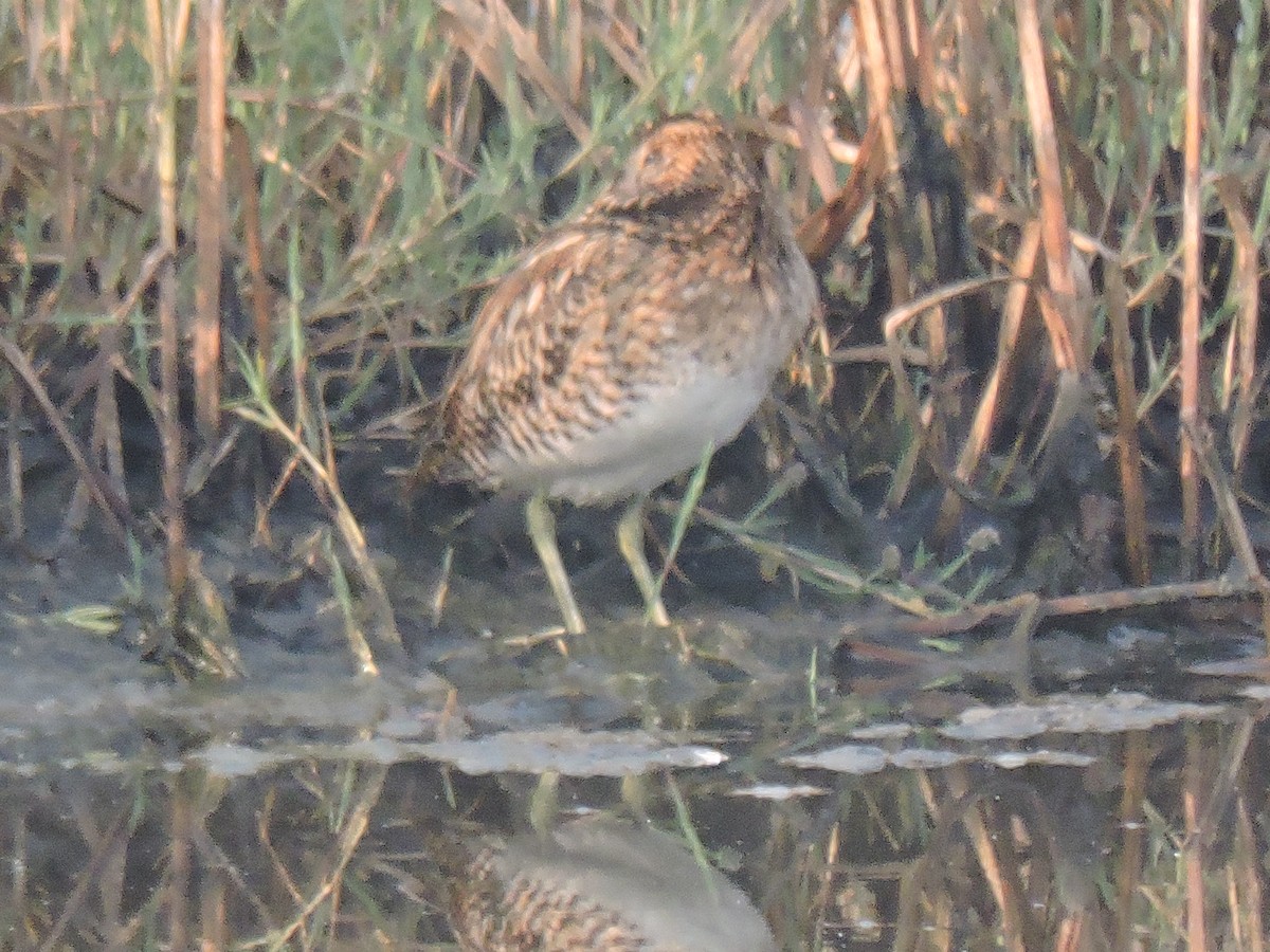 田鷸 - ML647745478