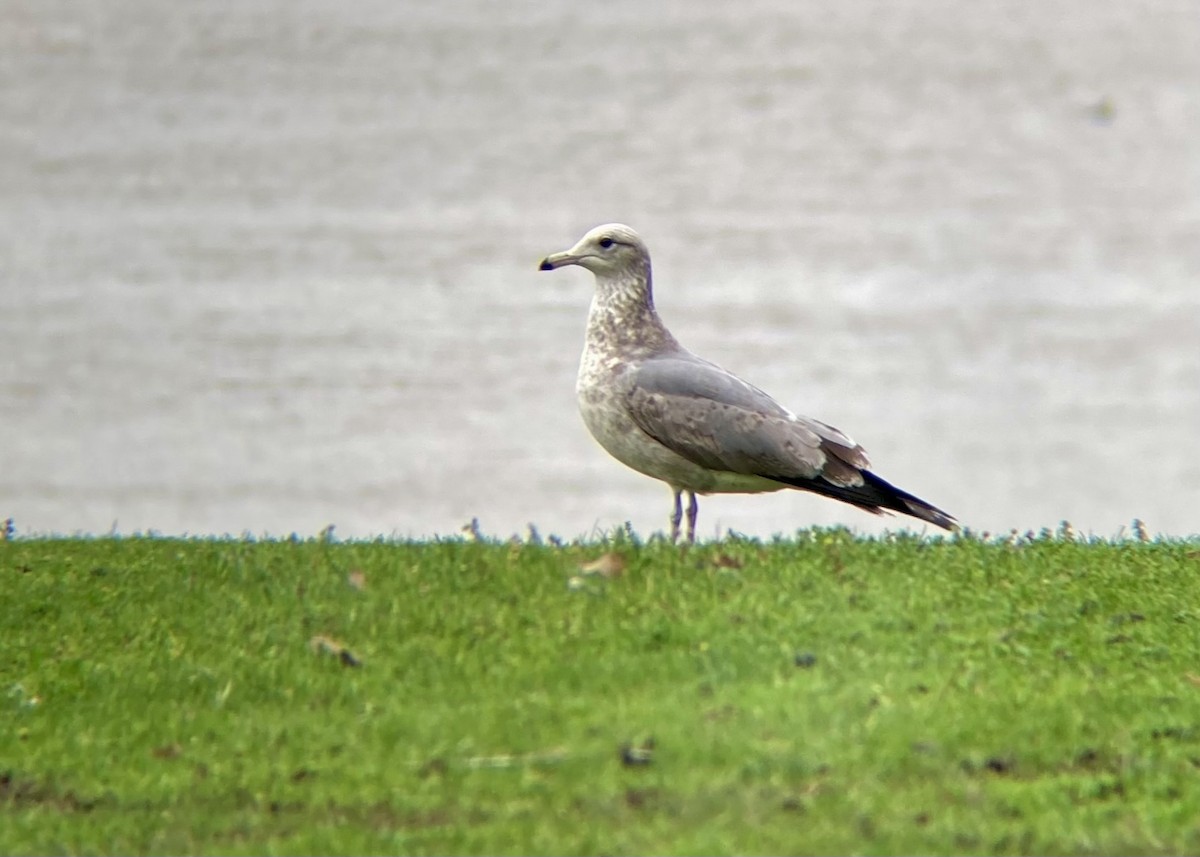 California Gull - ML647745479