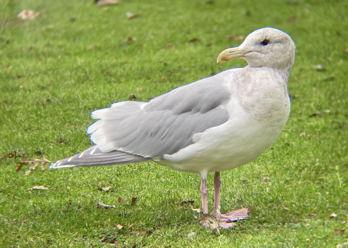 Glaucous-winged Gull - ML647745480