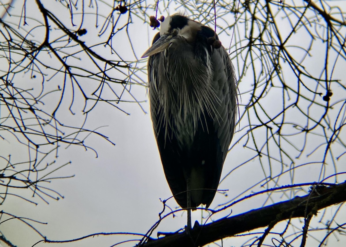 Great Blue Heron - ML647745483