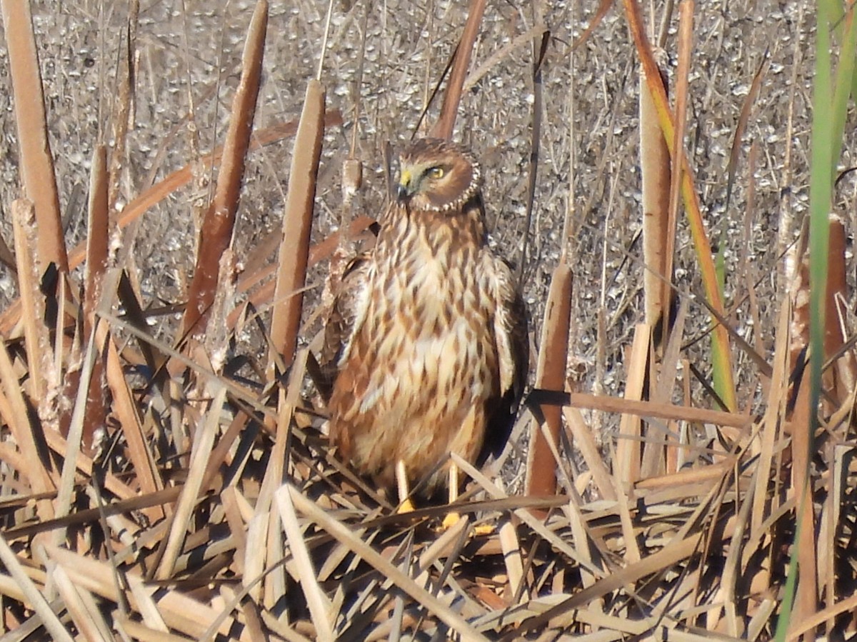 小加拿大雁 - ML647745485