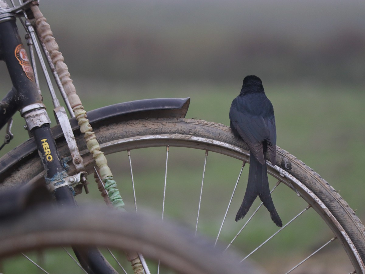 大卷尾 - ML647745486