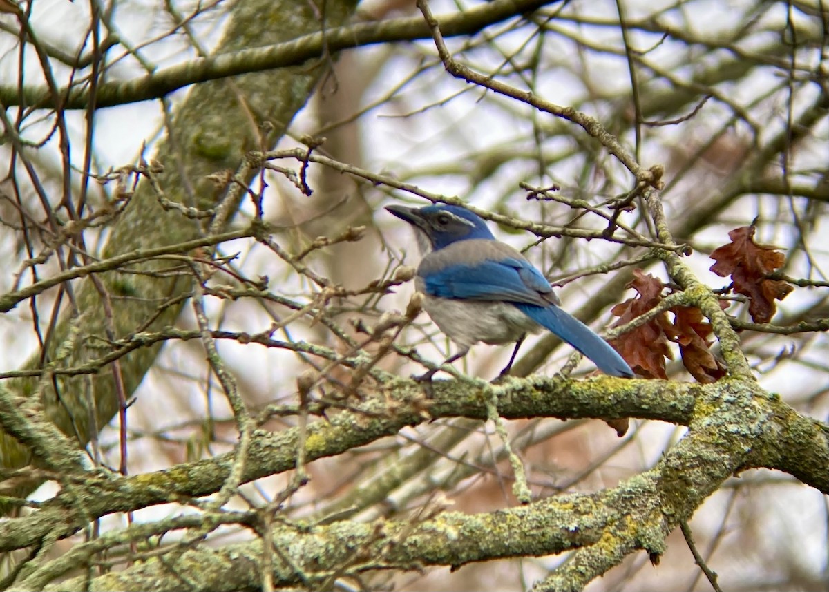 California Scrub-Jay - ML647745487