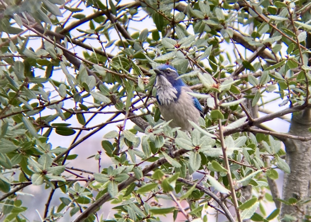 California Scrub-Jay - ML647745488