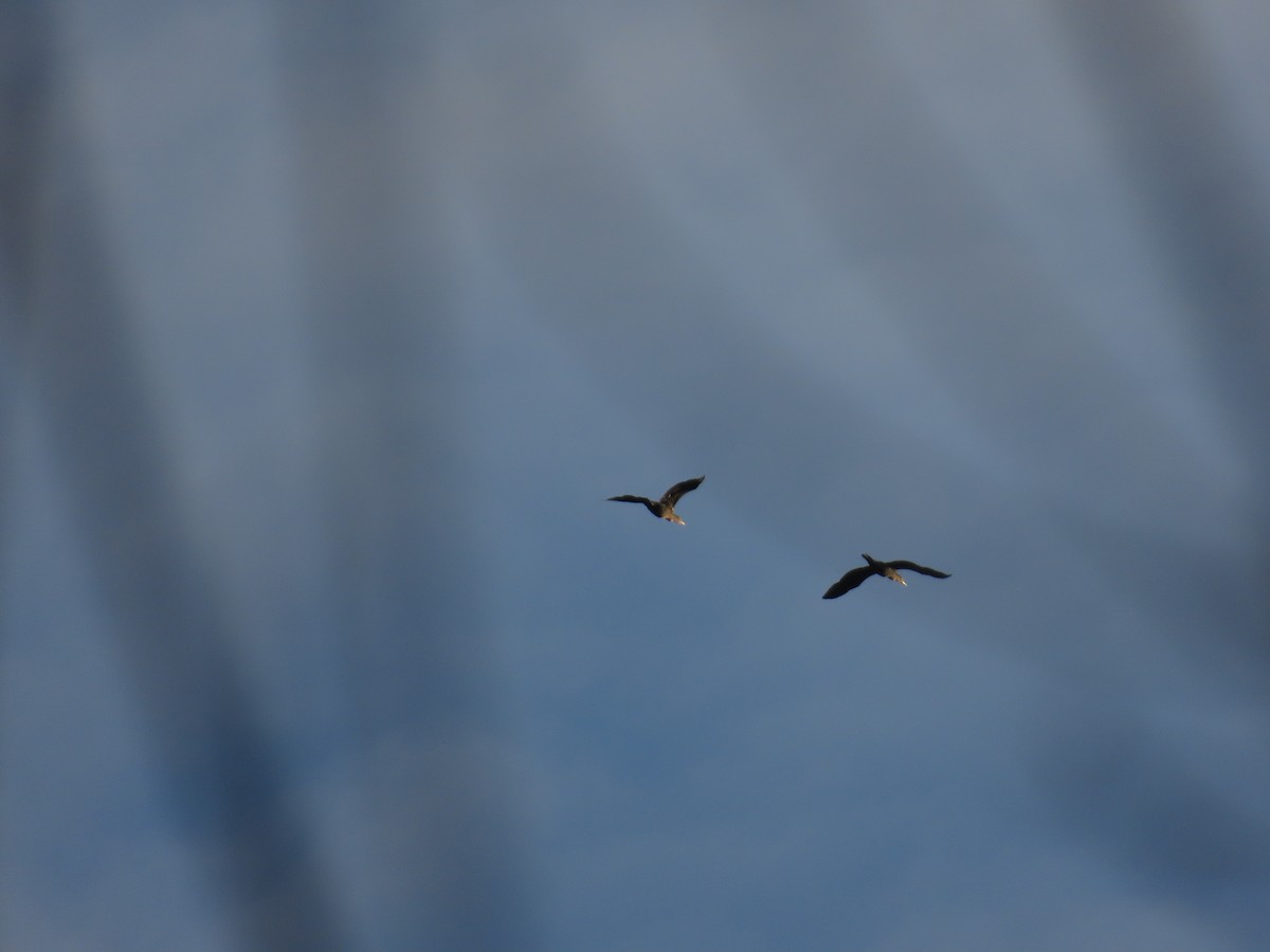 Double-crested Cormorant - ML647745491