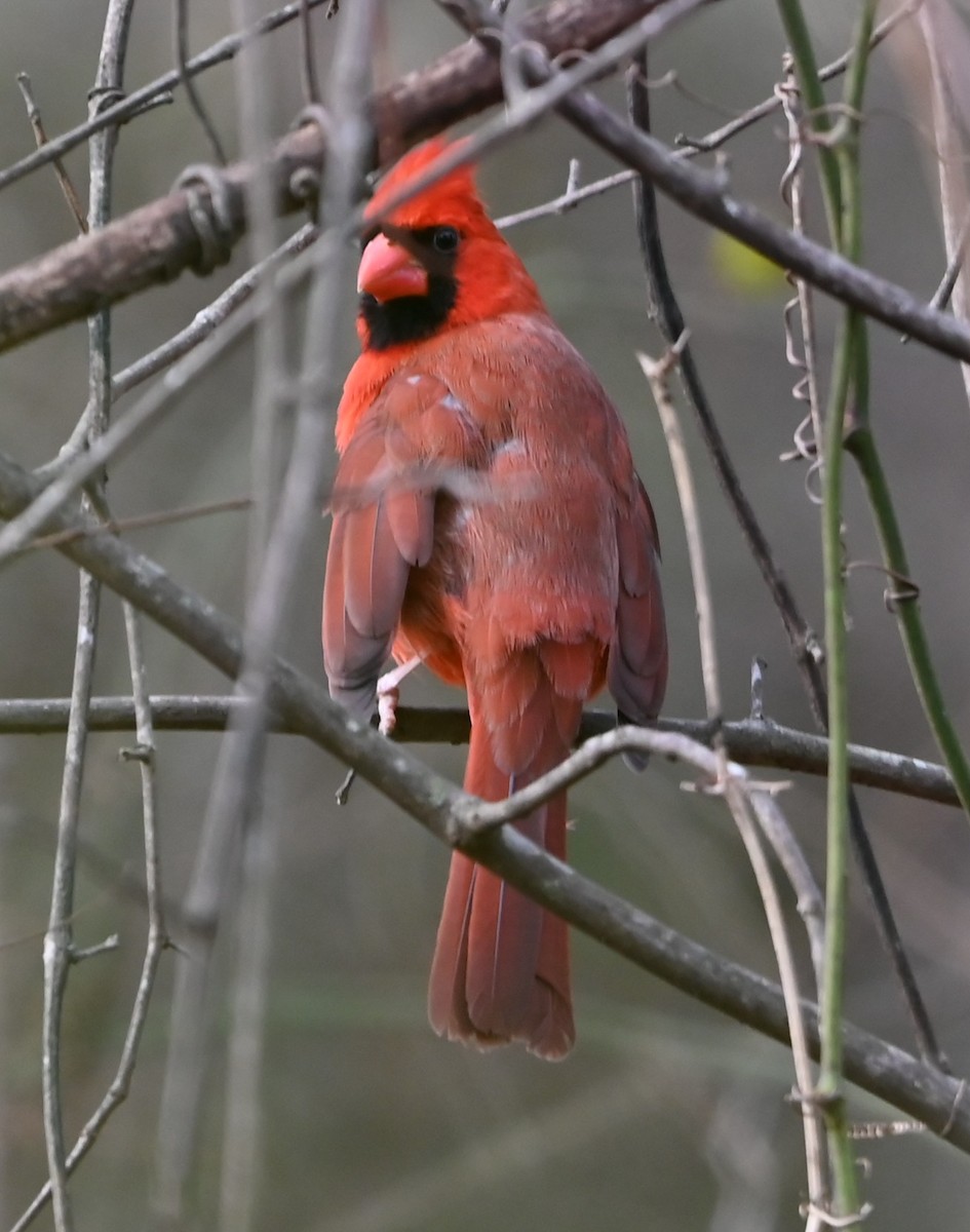 Northern Cardinal - ML647745496