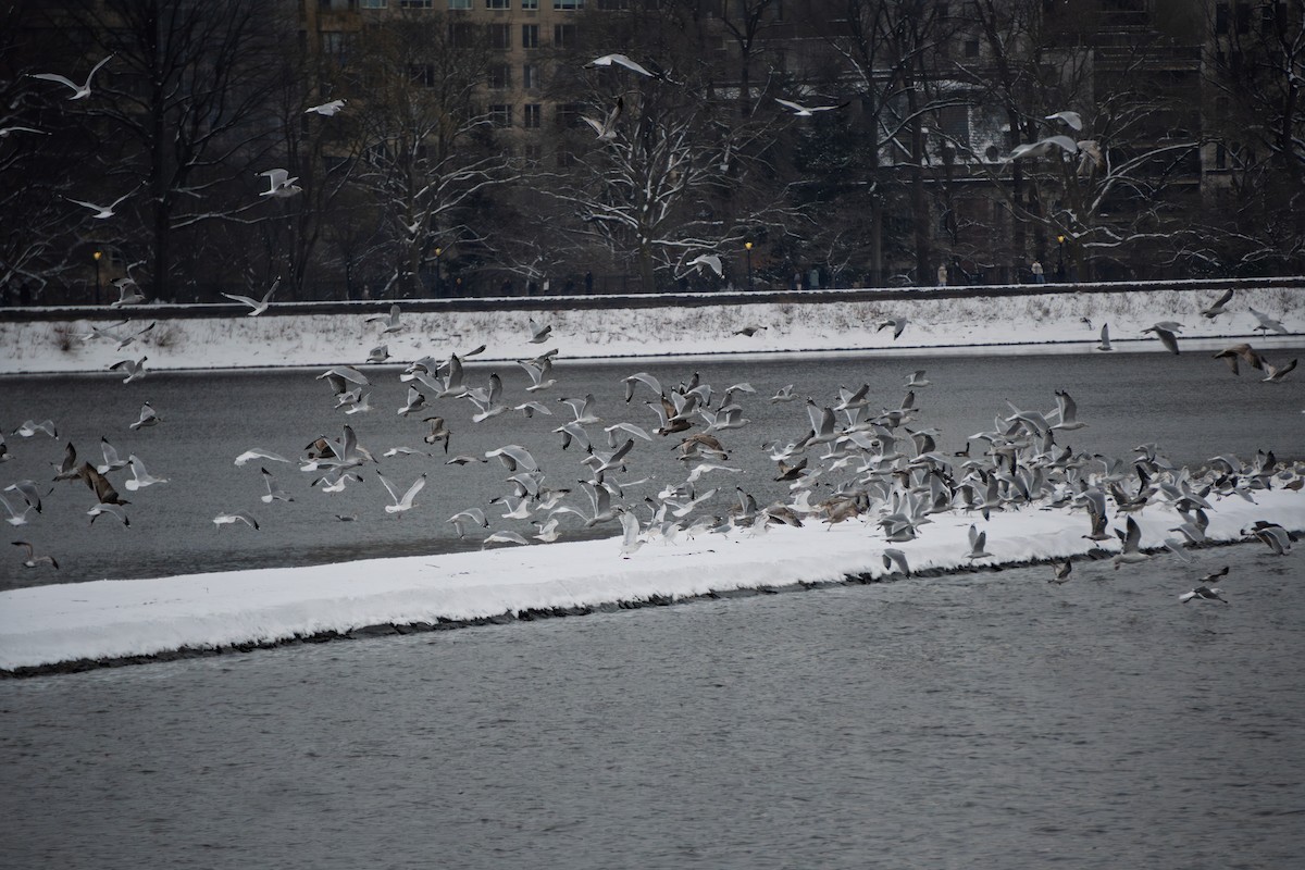 鷗亞科 - ML647745497