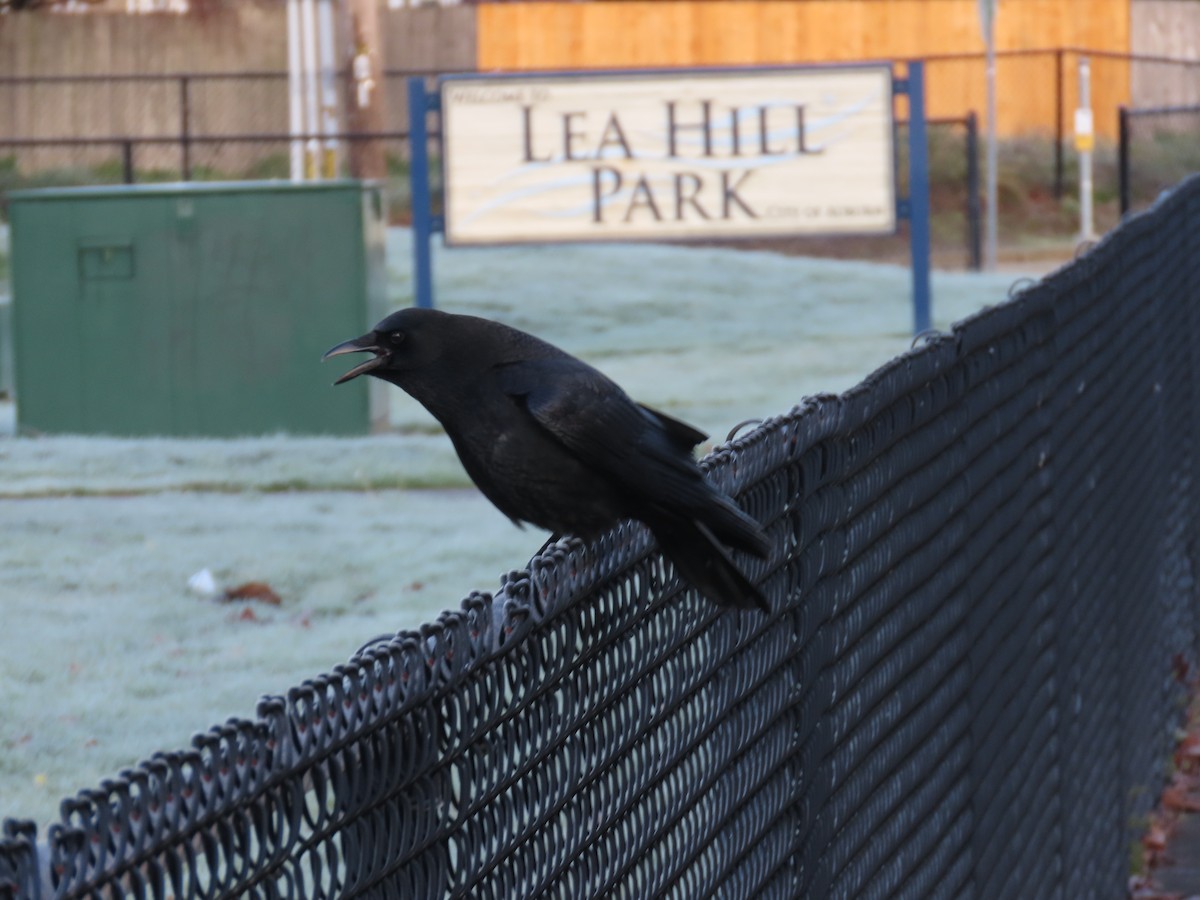 American Crow - ML647745498