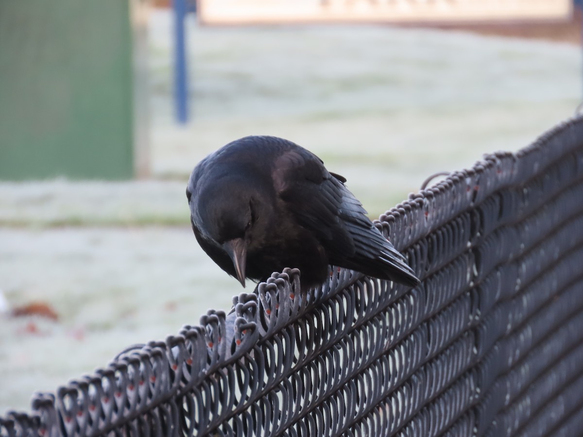 American Crow - ML647745499