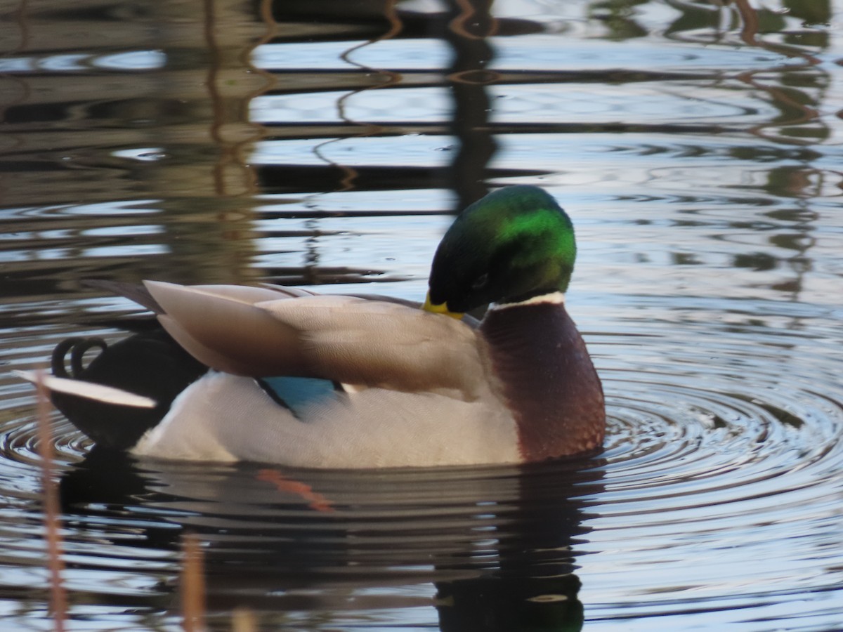 綠頭鴨 - ML647745504