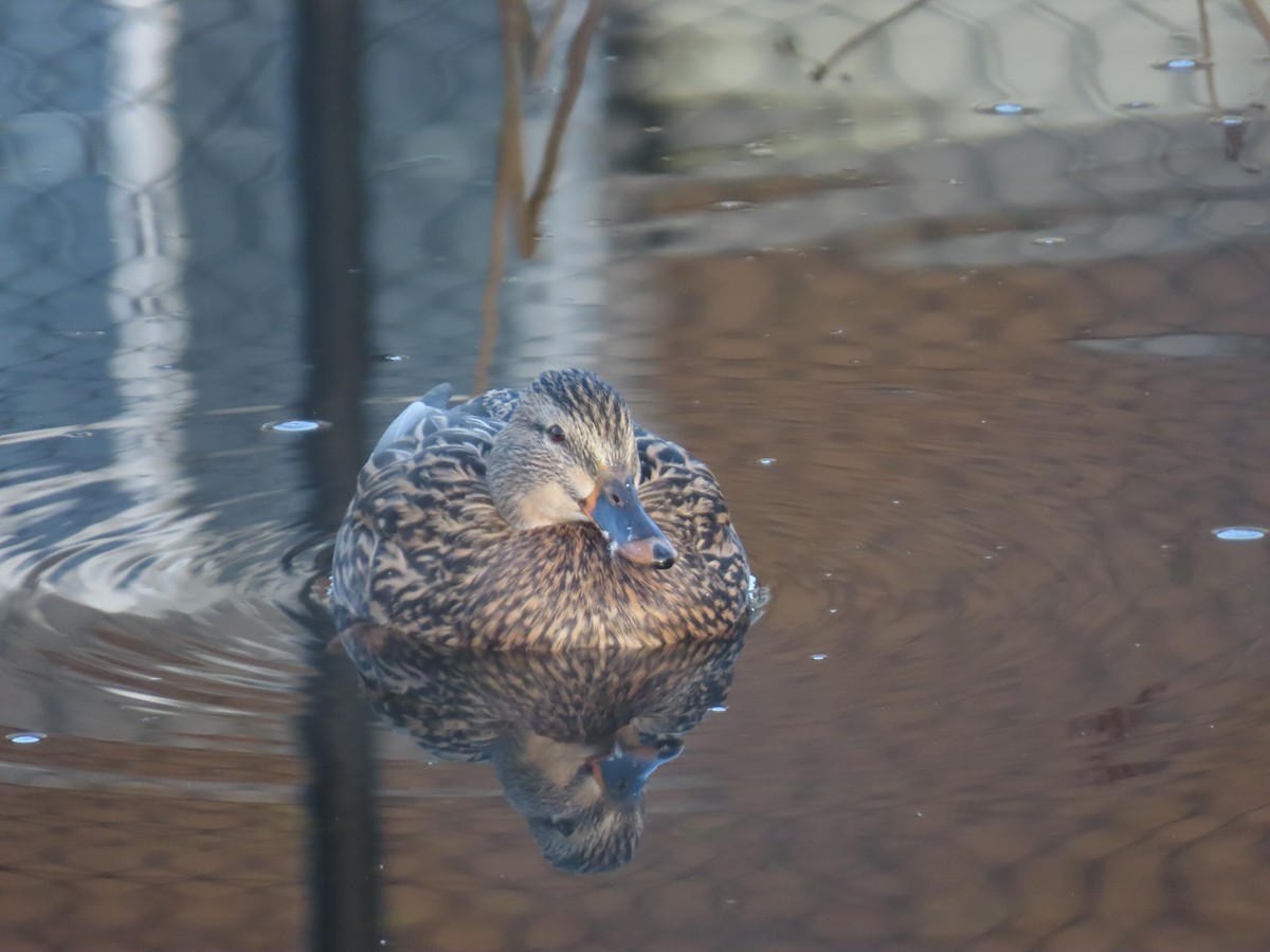 綠頭鴨 - ML647745505