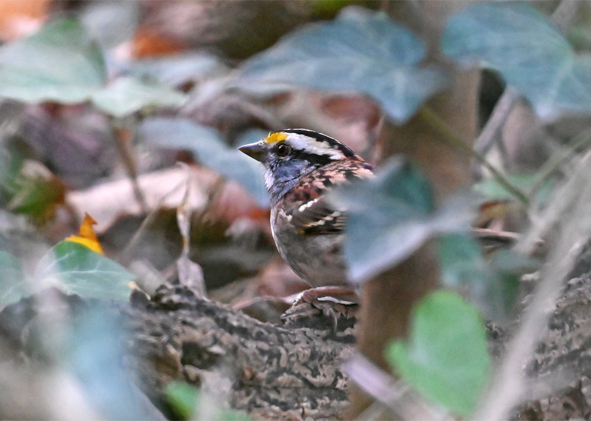 White-throated Sparrow - ML647745507