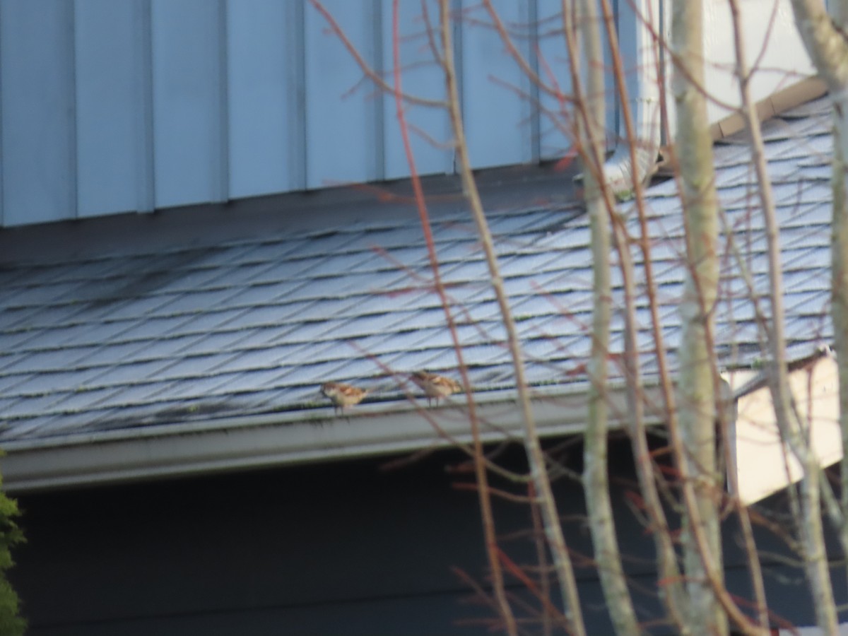 家麻雀 - ML647745509