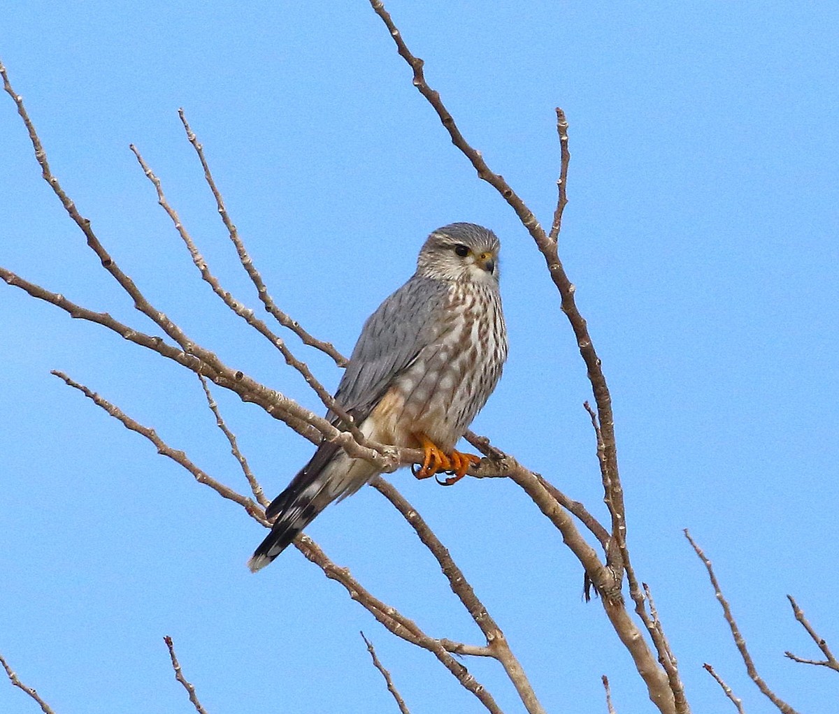 灰背隼 - ML647745511