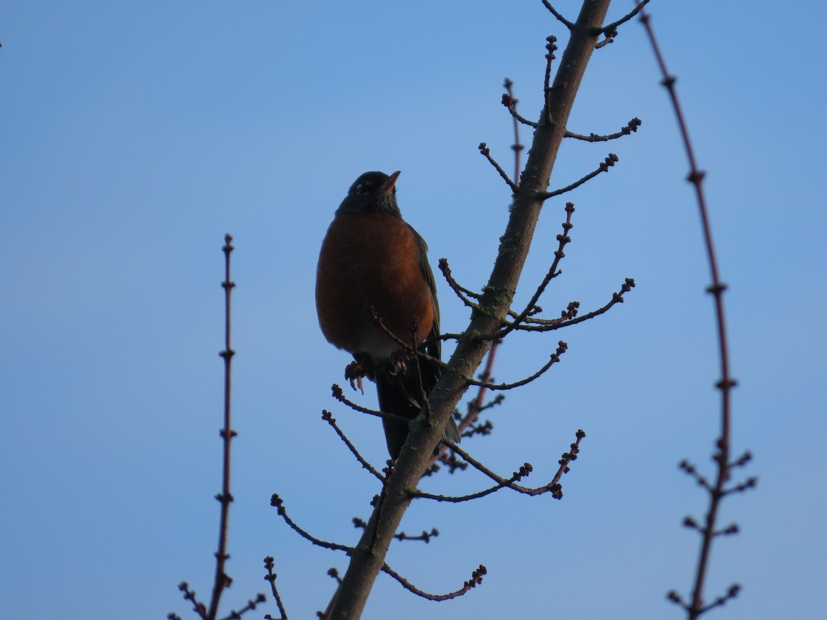 American Robin - ML647745512