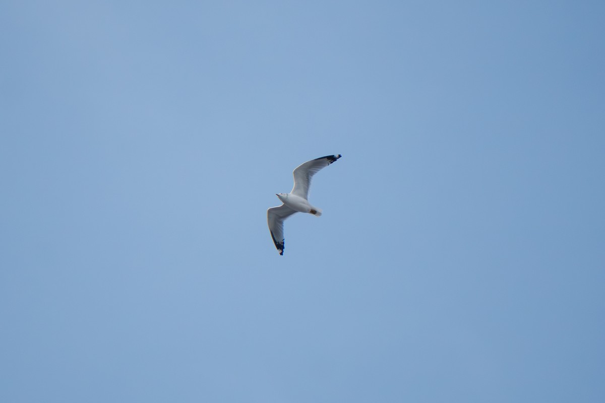 Larinae sp. - ML647745565