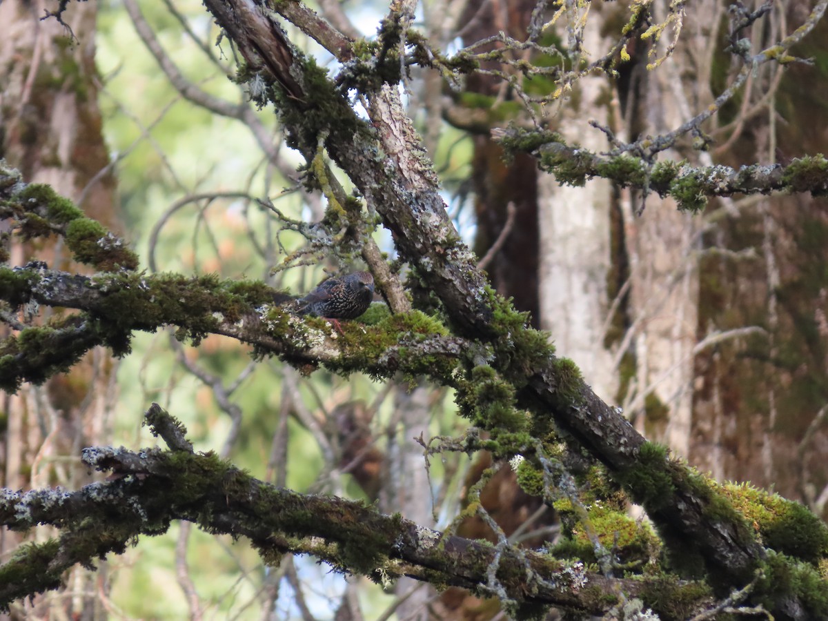 European Starling - ML647745571