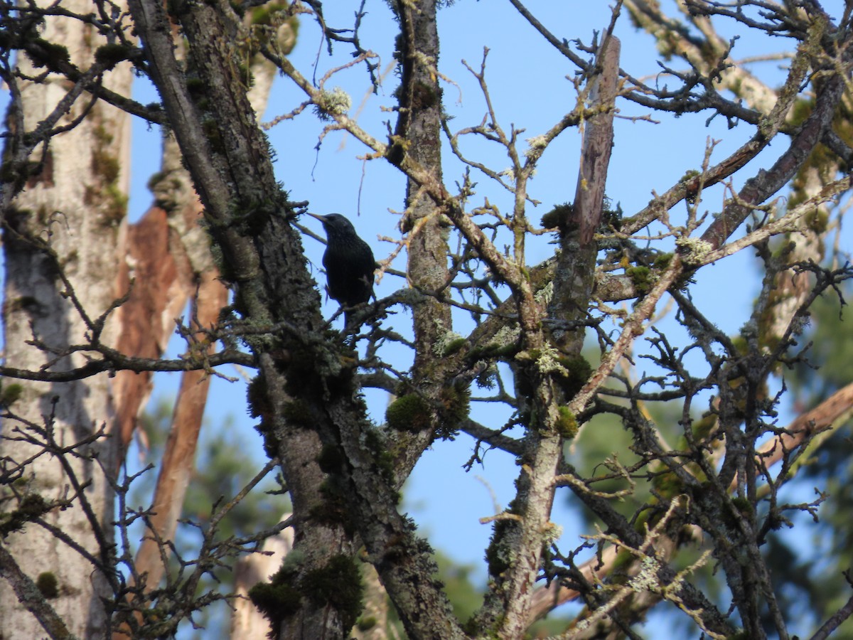 European Starling - ML647745572