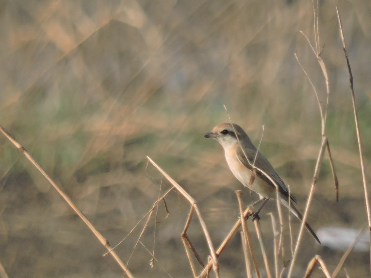 Antzandobi isabeldarra - ML647745573