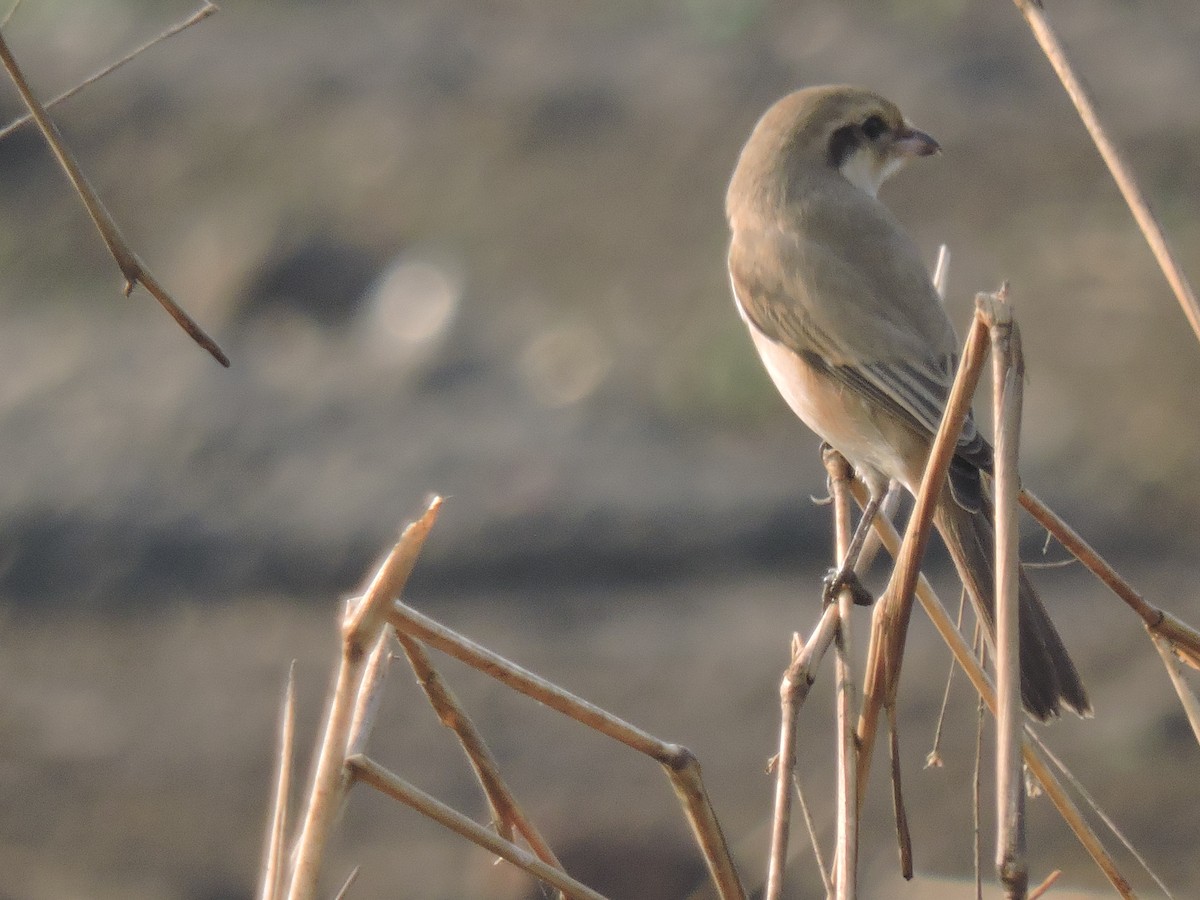 Antzandobi isabeldarra - ML647745574