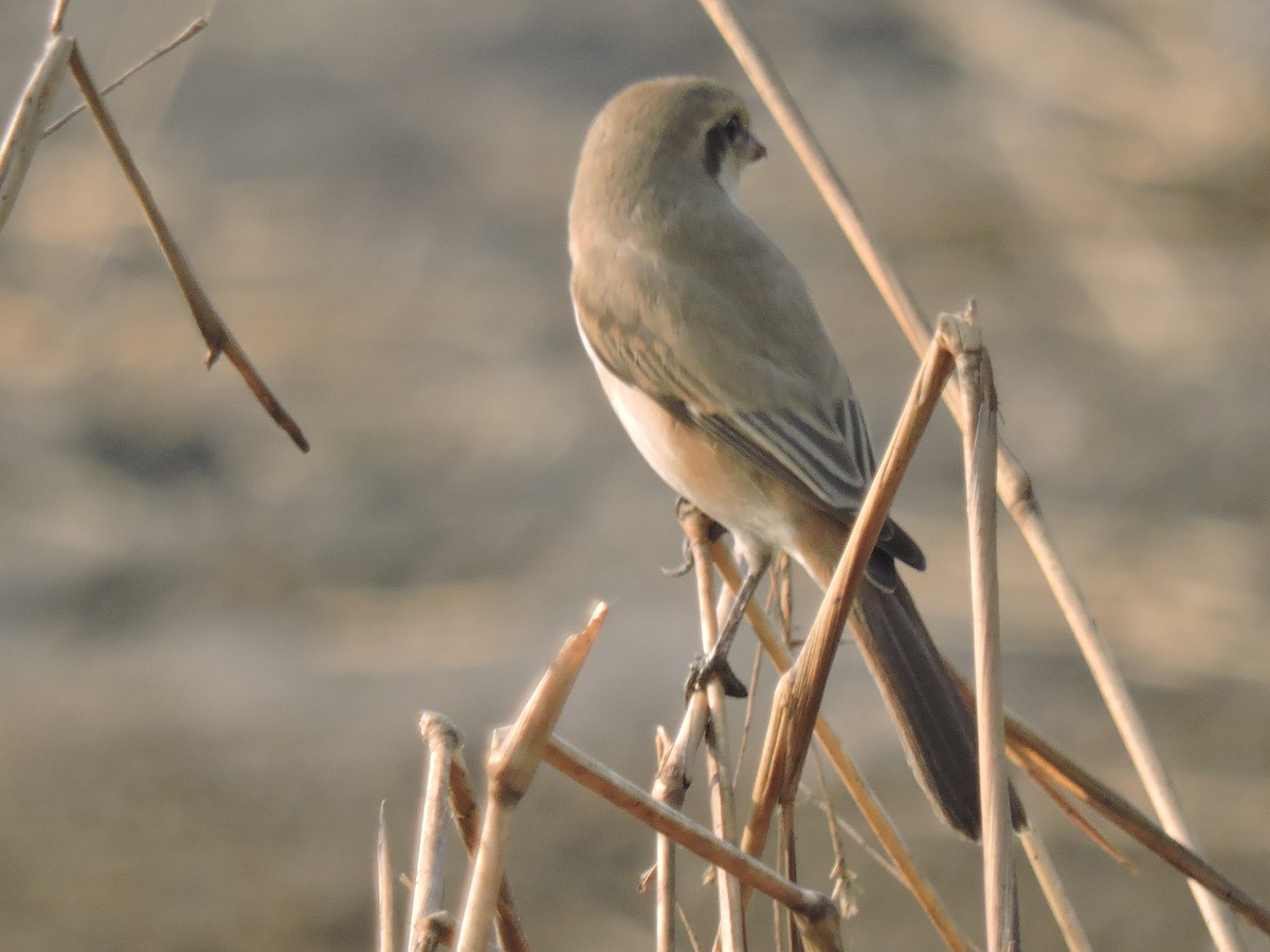 Antzandobi isabeldarra - ML647745575